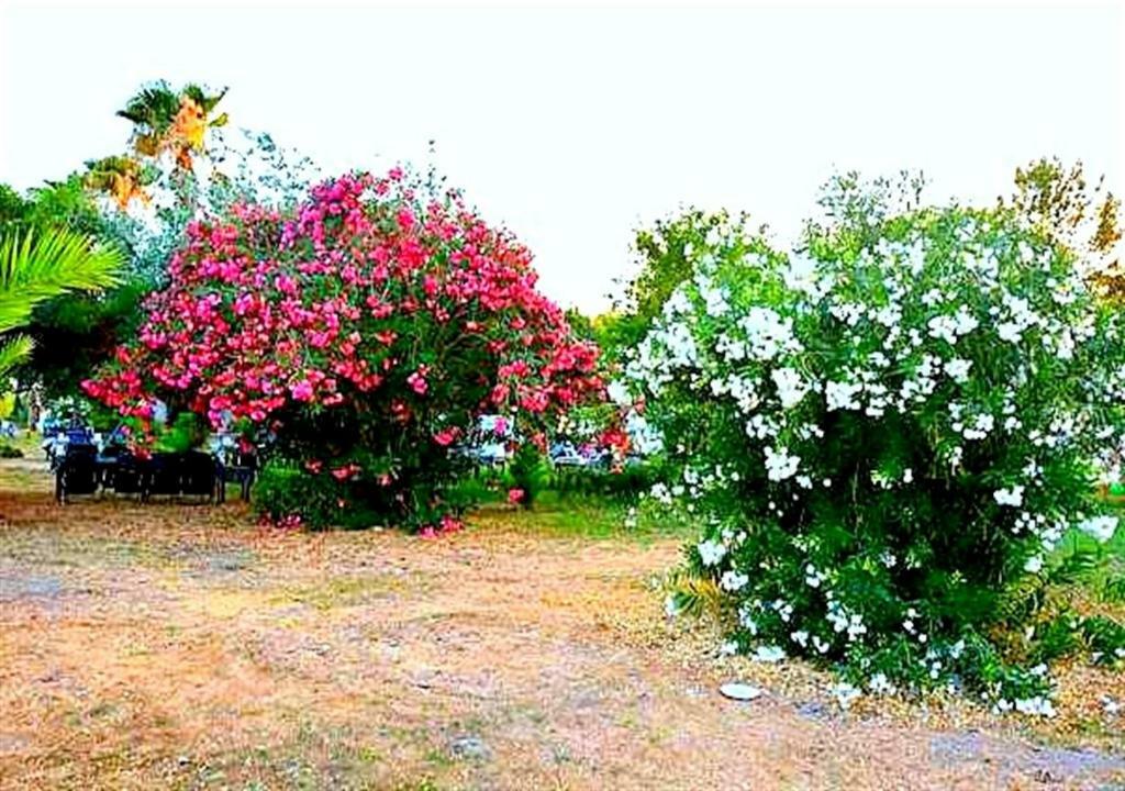Aslihan Motel Αναμούρ Εξωτερικό φωτογραφία