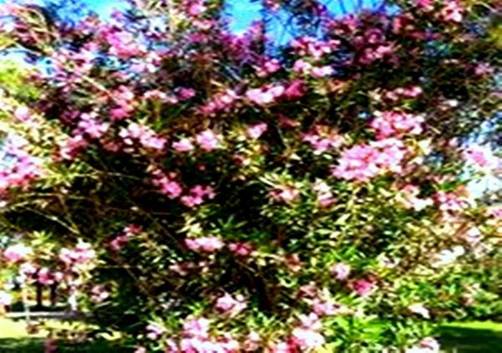 Aslihan Motel Αναμούρ Εξωτερικό φωτογραφία